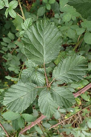 Rubus obtusangulus \ Stumpfkantige Brombeere / Obtuse-Angle Bramble, D Stutensee-Blankenloch 20.8.2019