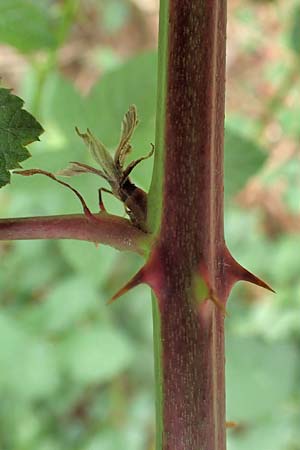 Rubus obtusangulus \ Stumpfkantige Brombeere, D Stutensee-Blankenloch 20.8.2019