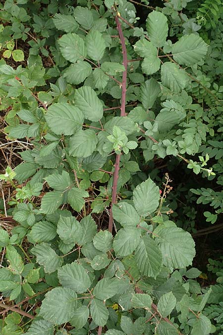 Rubus obtusangulus \ Stumpfkantige Brombeere, D Stutensee-Blankenloch 20.8.2019