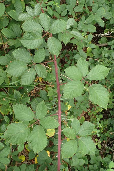 Rubus obtusangulus \ Stumpfkantige Brombeere / Obtuse-Angle Bramble, D Stutensee-Blankenloch 20.8.2019