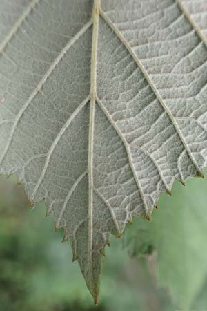 Rubus obtusangulus \ Stumpfkantige Brombeere, D Stutensee-Blankenloch 20.8.2019