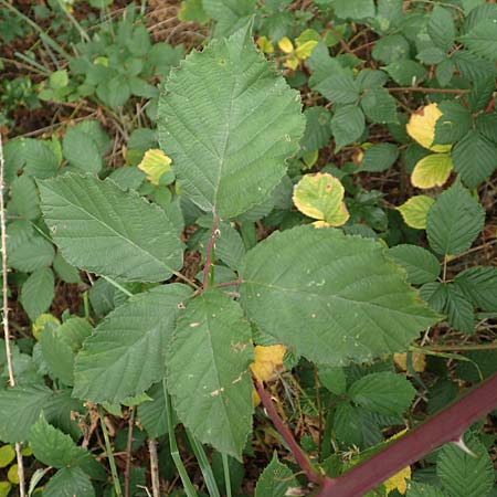 Rubus obtusangulus \ Stumpfkantige Brombeere, D Stutensee-Blankenloch 20.8.2019