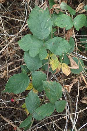 Rubus obtusangulus \ Stumpfkantige Brombeere / Obtuse-Angle Bramble, D Stutensee-Blankenloch 20.8.2019