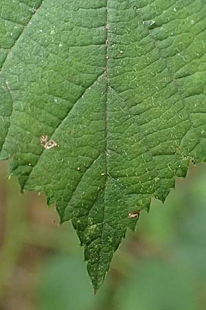 Rubus obtusangulus \ Stumpfkantige Brombeere / Obtuse-Angle Bramble, D Stutensee-Blankenloch 20.8.2019