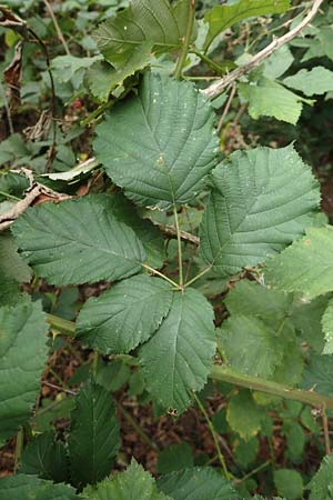 Rubus obtusangulus \ Stumpfkantige Brombeere, D Stutensee-Blankenloch 20.8.2019