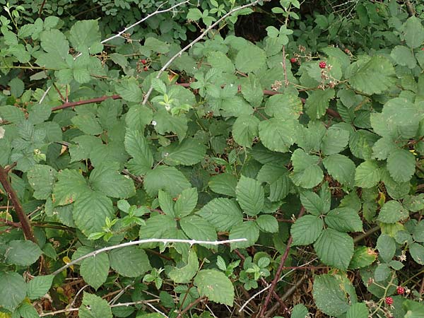 Rubus obtusangulus \ Stumpfkantige Brombeere / Obtuse-Angle Bramble, D Stutensee-Blankenloch 20.8.2019