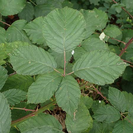 Rubus obtusangulus \ Stumpfkantige Brombeere / Obtuse-Angle Bramble, D Stutensee-Blankenloch 20.8.2019