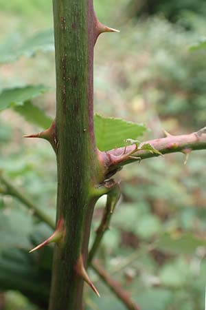 Rubus obtusangulus \ Stumpfkantige Brombeere / Obtuse-Angle Bramble, D Stutensee-Blankenloch 20.8.2019