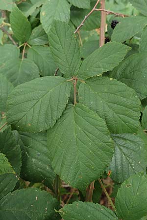 Rubus obtusangulus \ Stumpfkantige Brombeere, D Stutensee-Blankenloch 20.8.2019