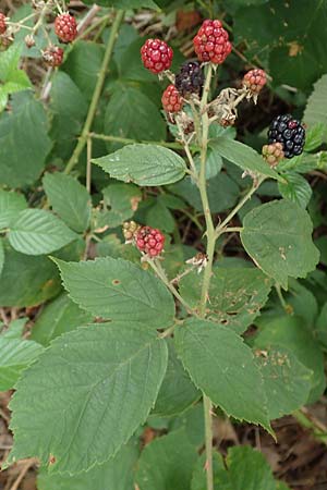 Rubus obtusangulus \ Stumpfkantige Brombeere / Obtuse-Angle Bramble, D Stutensee-Blankenloch 20.8.2019