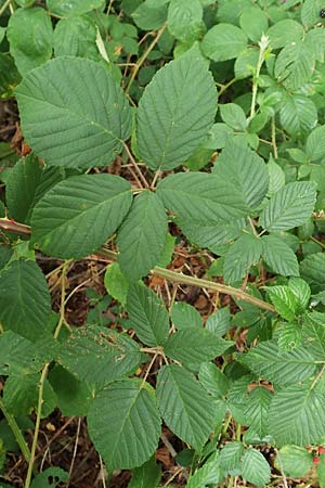 Rubus obtusangulus \ Stumpfkantige Brombeere / Obtuse-Angle Bramble, D Stutensee-Blankenloch 20.8.2019