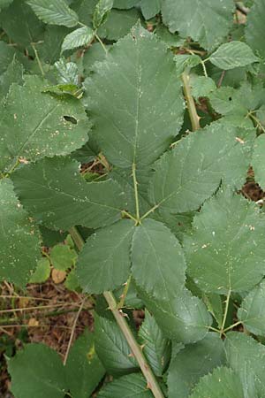 Rubus obtusangulus \ Stumpfkantige Brombeere, D Karlsruhe 20.8.2019