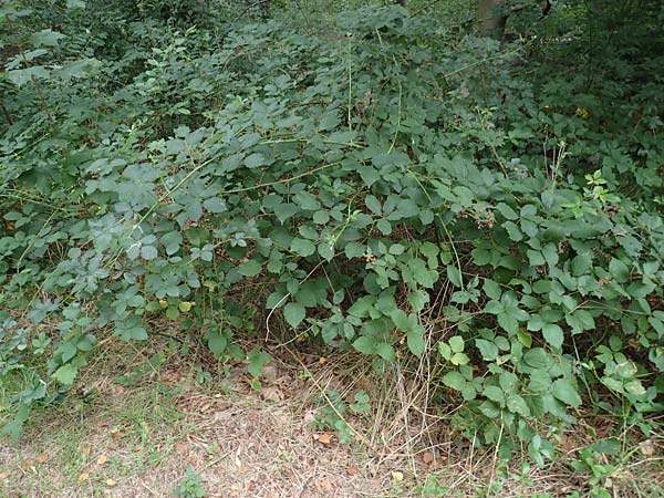 Rubus obtusangulus \ Stumpfkantige Brombeere / Obtuse-Angle Bramble, D Karlsruhe 20.8.2019