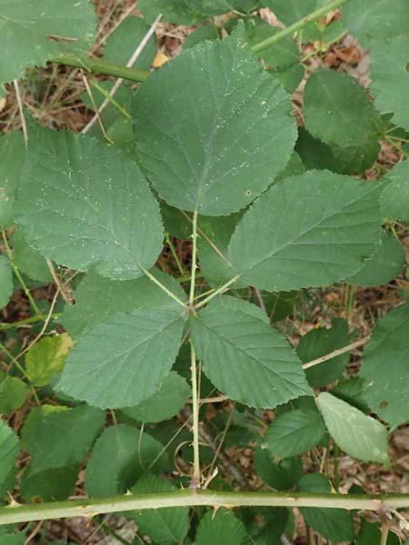 Rubus obtusangulus \ Stumpfkantige Brombeere, D Karlsruhe 20.8.2019