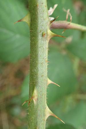 Rubus obtusangulus \ Stumpfkantige Brombeere, D Karlsruhe 20.8.2019