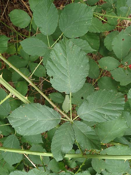 Rubus obtusangulus \ Stumpfkantige Brombeere, D Karlsruhe 20.8.2019