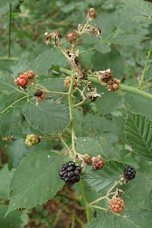 Rubus obtusangulus \ Stumpfkantige Brombeere / Obtuse-Angle Bramble, D Karlsruhe 20.8.2019