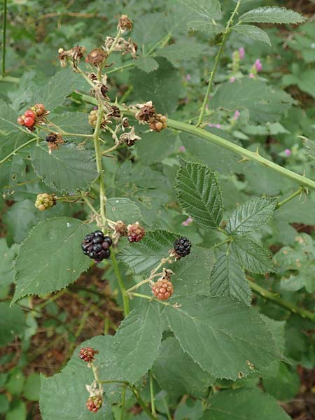 Rubus obtusangulus \ Stumpfkantige Brombeere, D Karlsruhe 20.8.2019