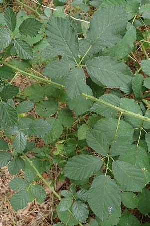 Rubus obtusangulus \ Stumpfkantige Brombeere, D Karlsruhe 20.8.2019