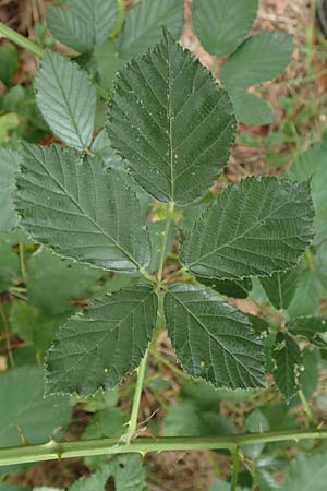 Rubus obtusangulus \ Stumpfkantige Brombeere / Obtuse-Angle Bramble, D Karlsruhe 20.8.2019