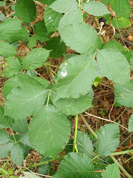 Rubus obtusangulus \ Stumpfkantige Brombeere, D Karlsruhe 20.8.2019