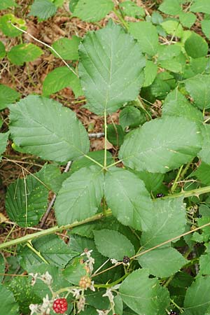 Rubus obtusangulus \ Stumpfkantige Brombeere / Obtuse-Angle Bramble, D Karlsruhe 20.8.2019