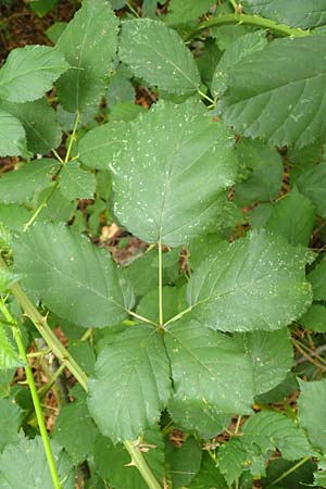 Rubus obtusangulus \ Stumpfkantige Brombeere / Obtuse-Angle Bramble, D Karlsruhe 20.8.2019