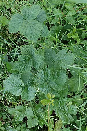 Rubus orthostachyoides \ Geradachsenfrmige Brombeere / Straight-Axis Bramble, D Spessart, Burgsinn 21.6.2020