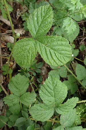 Rubus orthostachyoides \ Geradachsenfrmige Brombeere / Straight-Axis Bramble, D Dautphetal-Damshausen 22.6.2020