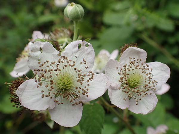 Rubus orthostachyoides \ Geradachsenfrmige Brombeere / Straight-Axis Bramble, D Dautphetal-Damshausen 22.6.2020