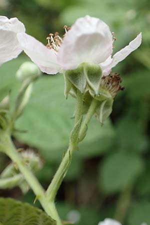 Rubus orthostachyoides \ Geradachsenförmige Brombeere, D Dautphetal-Damshausen 22.6.2020
