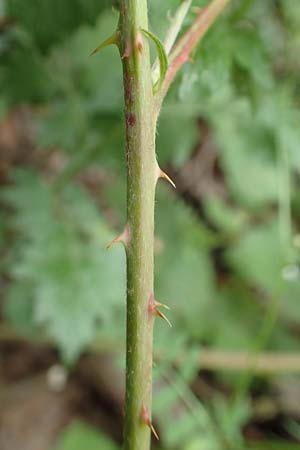 Rubus orthostachyoides \ Geradachsenförmige Brombeere / Straight-Axis Bramble, D Dautphetal-Damshausen 22.6.2020