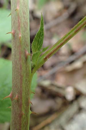 Rubus orthostachyoides \ Geradachsenfrmige Brombeere / Straight-Axis Bramble, D Dautphetal-Damshausen 22.6.2020