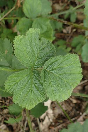 Rubus orthostachyoides \ Geradachsenfrmige Brombeere / Straight-Axis Bramble, D Bischoffen-Niederweidbach 22.6.2020