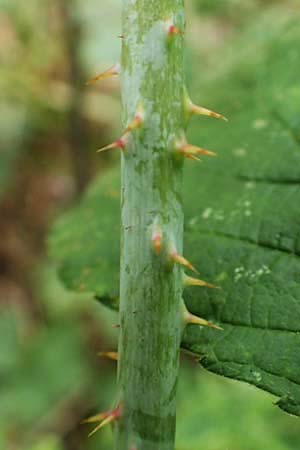 Rubus orthostachyoides \ Geradachsenfrmige Brombeere / Straight-Axis Bramble, D Bischoffen-Niederweidbach 22.6.2020