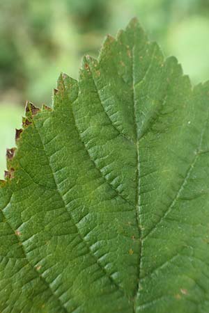 Rubus orthostachyoides \ Geradachsenförmige Brombeere, D Bischoffen-Niederweidbach 22.6.2020