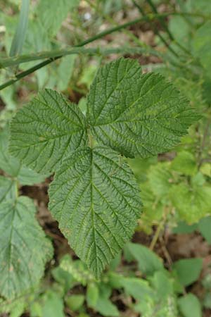 Rubus orthostachyoides \ Geradachsenfrmige Brombeere / Straight-Axis Bramble, D Bischoffen-Niederweidbach 22.6.2020