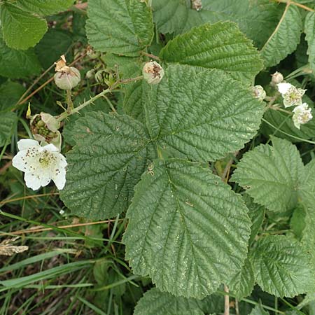 Rubus orthostachyoides \ Geradachsenfrmige Brombeere / Straight-Axis Bramble, D Bischoffen-Niederweidbach 22.6.2020