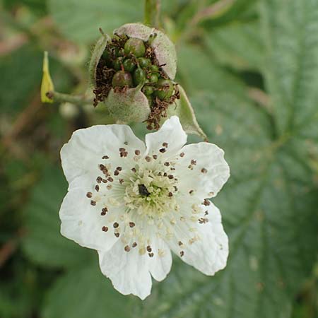 Rubus orthostachyoides \ Geradachsenfrmige Brombeere / Straight-Axis Bramble, D Bischoffen-Niederweidbach 22.6.2020