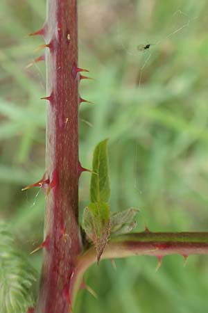 Rubus orthostachyoides \ Geradachsenfrmige Brombeere / Straight-Axis Bramble, D Bischoffen-Niederweidbach 22.6.2020