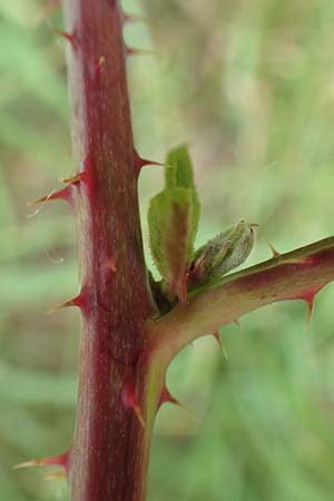 Rubus orthostachyoides \ Geradachsenfrmige Brombeere / Straight-Axis Bramble, D Bischoffen-Niederweidbach 22.6.2020