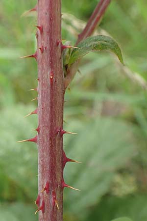 Rubus orthostachyoides \ Geradachsenfrmige Brombeere / Straight-Axis Bramble, D Bischoffen-Niederweidbach 22.6.2020