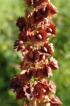 Rumex obtusifolius subsp. silvestris \ stlicher Stumpfblatt-Ampfer / Eastern Broad-Leaved Dock, D Sachsen-Anhalt, Havelberg 18.9.2020