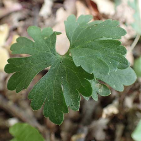 Ranunculus potentilloides / Potentilla-Leaved Goldilocks, D Wachtberg-Berkum 23.4.2017