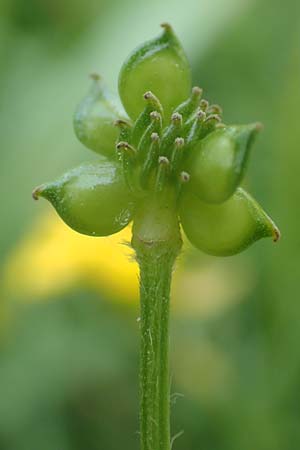 Ranunculus polyanthemoides \ Polyanthemushnlicher Hahnenfu, Verschiedenschnabeliger Hahnenfu / Buttercup, D Biebesheim 12.5.2018