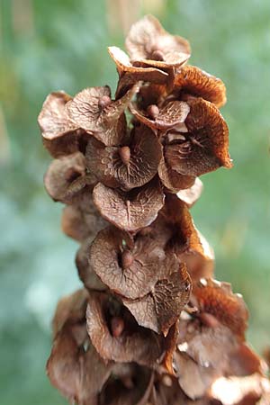 Rumex patientia / Garden Dock, D Mannheim 18.6.2018