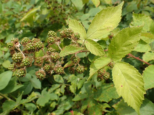 Rubus perperus \ Trügerische Brombeere, Lügen-Brombeere / Deficient Bramble, D Odenwald, Fürth 5.7.2018
