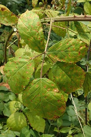 Rubus perperus \ Trügerische Brombeere, Lügen-Brombeere, D Odenwald, Fürth 5.7.2018