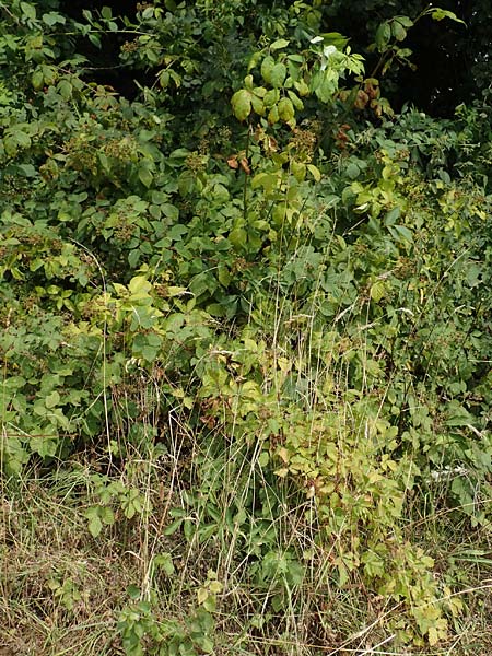 Rubus perperus \ Trügerische Brombeere, Lügen-Brombeere / Deficient Bramble, D Odenwald, Fürth 5.7.2018