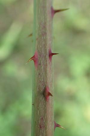 Rubus pruinosus \ Bereifte Haselblatt-Brombeere, D Birstein-Fischborn 30.7.2019